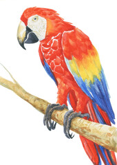 red tropical parrot watercolor silhouette tropical bird isolate object white background
