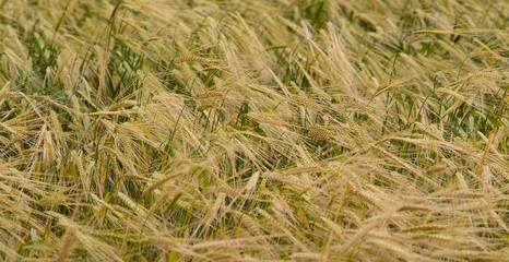 Field ears of wheat  background 