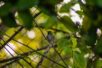 Cuban tody In a tree in Cuba