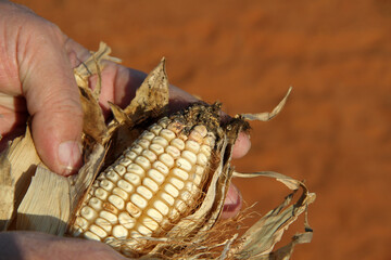 Dry white maize cob.  Moldy grain. Wet Weather Creates Challenges for Harvest
