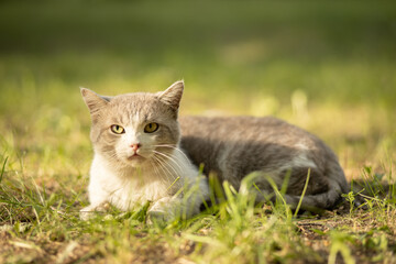 Naklejka na ściany i meble Beautiful gray homeless cat in the grass