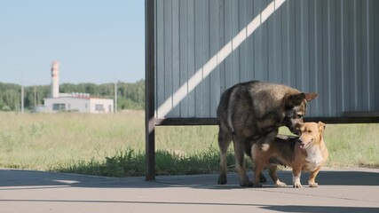 Two stray dogs mating outside.