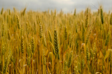 Background of ripe ears of wheat growing in the field