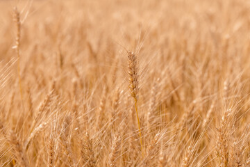 Golden ripe cereal, background, close-up