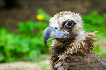 closeup portrait of a cinereous vulture, Aegypius monachus, that is a large raptorial bird