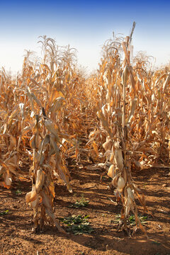 Images for Dry maize ready for harvesting