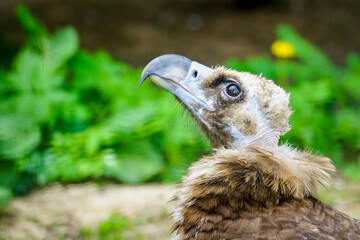 closeup portrait of a cinereous vulture, Aegypius monachus, that is a large raptorial bird
