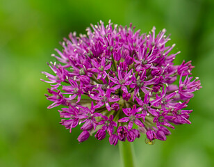Allium bud opening on blurred background macro view