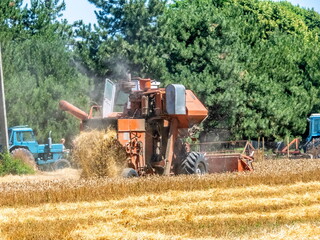Fototapeta premium a brick-red combine harvester cleans a wheat field near the forest and unloads straw after threshing the grain. hot summer day