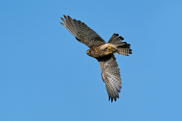 Common kestrel (Falco tinnunculus)