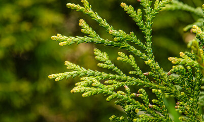 Thujopsis is a genus of conifers in the cypress family, the sole member of which is Thujopsis dolabrata. 