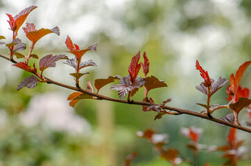 Physocarpus called ninebark buds and fresh first leaves in spring