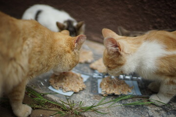 Homeless cats eat porridge from plastic bowls. Closeup side view outdoor.