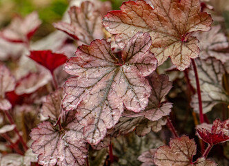 Obraz premium Pink heuchera leaf close up in spring