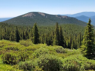 forest in the mountains