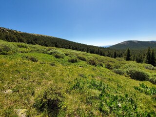 Obraz premium forest in the mountains