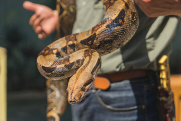 A large Colombia Red Tail Boa constrictor strikes a pose for the camera. The beautiful creature is being shown to the audience by a professional snake handler.