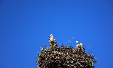 A couple of white storks are sitting in a nest against a blue sky