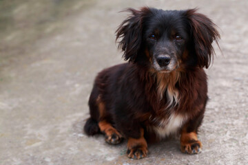 Dog breed dachshund