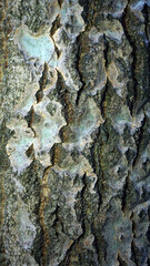 Bark texture, brown background, vertical