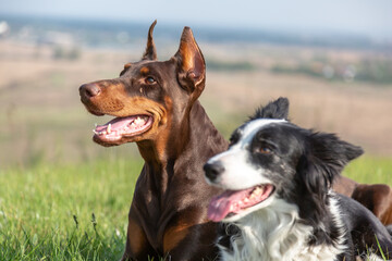 Doberman dobermann and border collie dogs lie in the green grass on a hill on a sunny day and look one way. Horizontal orientation.