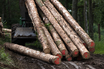 modern forest machine when felling trees