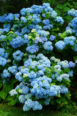 Obraz premium Blue heads of hydrangea flowers
