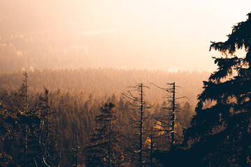 Sonnenuntergang &uuml;ber den Baumwipfeln