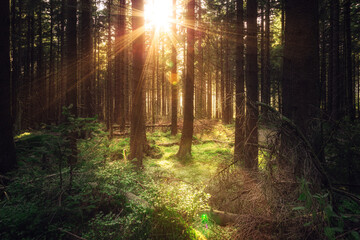 Warme Sonnenstrahlen im dunklen Wald