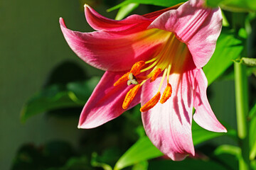 Pink Orienpet lily flower in the summer garden