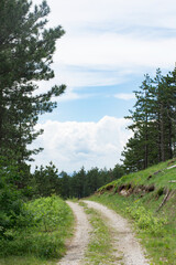 Fototapeta na wymiar Beautiful mountain pine forest. Mountain road and beautiful blue sky with clouds in the distance. Spring day in nature. 
