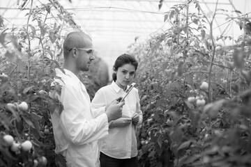 Young scientists farmers working on a tomato greenhouse farm. Compare the data in the tablet. Work...