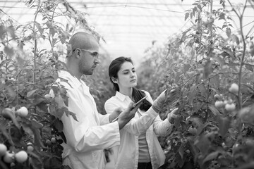 Young scientists farmers working on a tomato greenhouse farm. Compare the data in the tablet. Work...