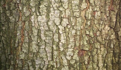 Bark texture, brown and beige background