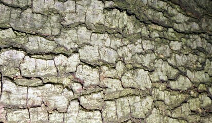 Bark texture, brown and beige background