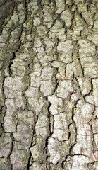 Bark texture, brown background, vertical