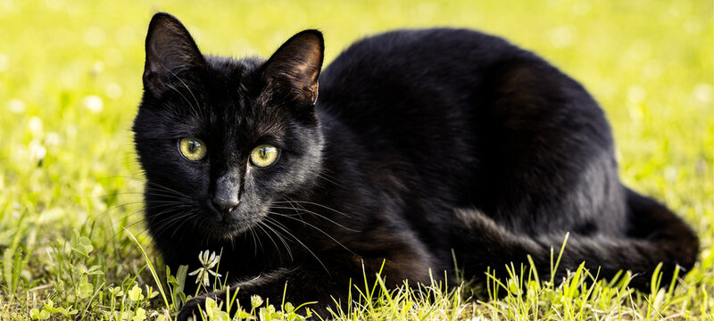 Close-up of beautiful cute sweet little black cat (pet / domestic cat)with green eyes sits on flowering clover meadow