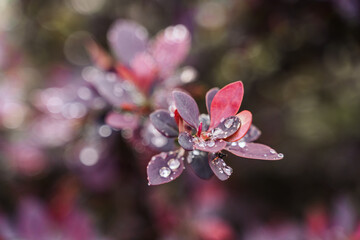 selective focus on purple background from barberry leaves. Natural pink leaves background. Close up of barberry thunbergii or red barberry. foliage with raindrops. botanical wallpaper, copy space