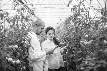 Young scientists farmers working on a tomato greenhouse farm. Compare the data in the tablet. Work...