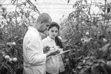 Young scientists farmers working on a tomato greenhouse farm. Compare the data in the tablet. Work...