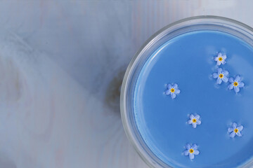 Blue matcha latte made of anchan with forget-me-nots in glass cup standing on blue wooden table. Trendy healthy drink with nice appearance. Empty space available