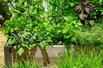 Green herbs and garlic growing in raised bed container vegetable garden in spring