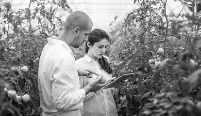 Young scientists farmers working on a tomato greenhouse farm. Compare the data in the tablet. Work...