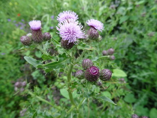 purple thistle flower