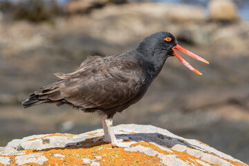 Blackish Oystercatcher alarm calling