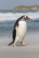 Gentoo Penguin walking along a windy beach