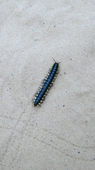 caterpillar on a white background