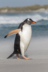 Naklejka premium Gentoo Penguin walking along a windy beach