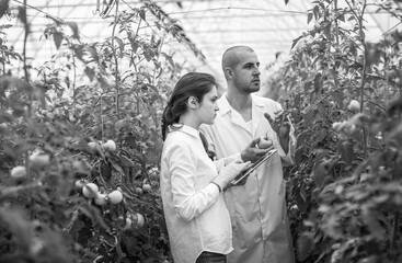 Young scientists farmers working on a tomato greenhouse farm. Compare the data in the tablet. Work...