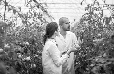 Young scientists farmers working on a tomato greenhouse farm. Compare the data in the tablet. Work...